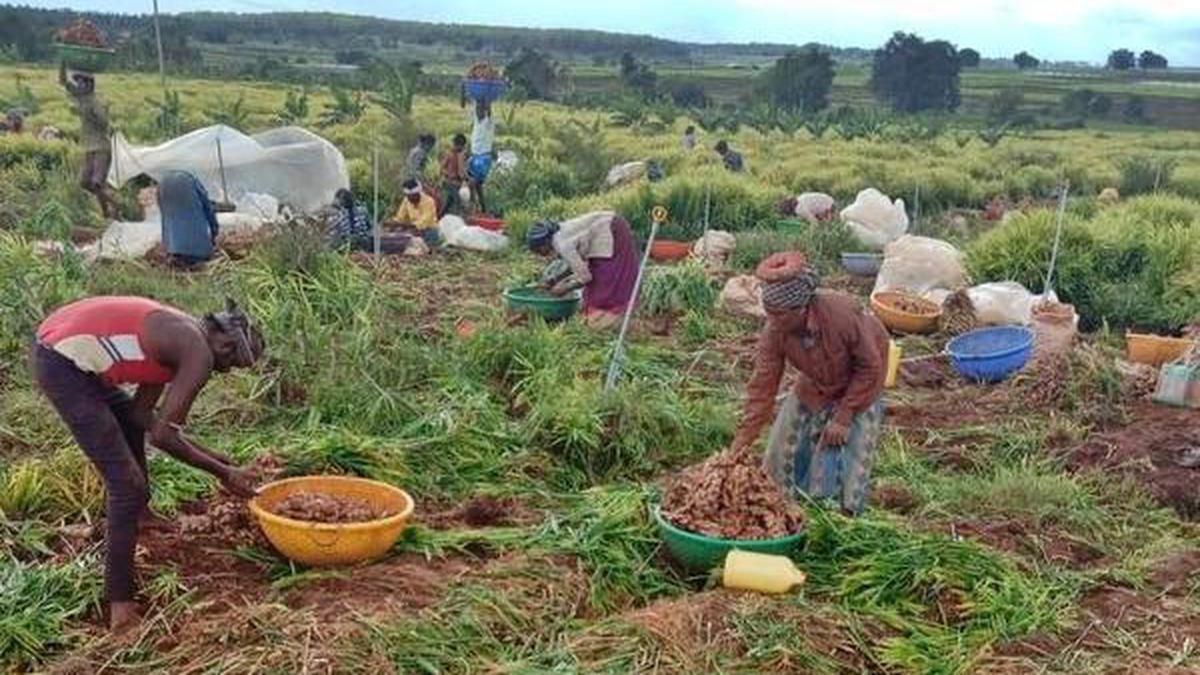 Ginger Crisis Hits Bwari Farmers Ahead of 2025 Season