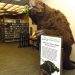 New Study Reveals Secrets of Ground Sloth Fur