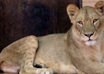 Escaped Lion Attack in Western Thailand Leaves Child Hospitalized