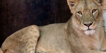 Escaped Lion Attack in Western Thailand Leaves Child Hospitalized