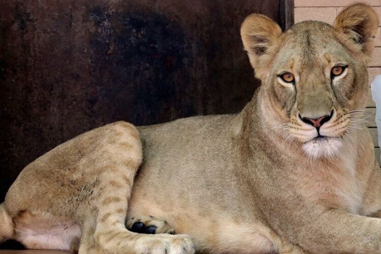 Escaped Lion Attack in Western Thailand Leaves Child Hospitalized