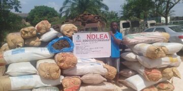 NDLEA Arrests Wanted Drug Kingpin, Seizes Massive Cannabis Shipments and Foreign Currency in Lagos