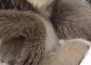 Passenger Caught Smuggling Endangered Gibbons at Mumbai Airport