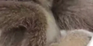 Passenger Caught Smuggling Endangered Gibbons at Mumbai Airport