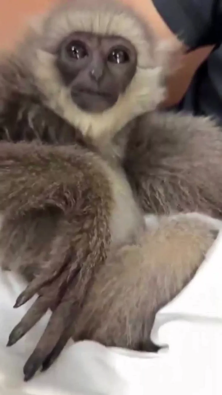 Passenger Caught Smuggling Endangered Gibbons at Mumbai Airport