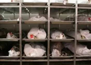 Edo: Police Arrest Mortuary Worker Over Alleged Organ Removal